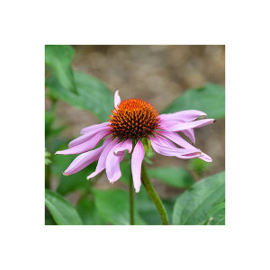 Echinacea